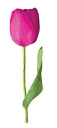 Eine violette Tulpe